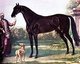 United Kingdom: The Byerley Turk stallion, by John Wootton (ca. 1682–1764)